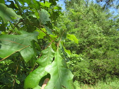 Quercus austrina