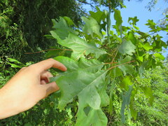 Quercus austrina