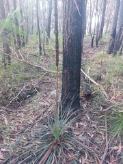 Xanthorrhoea concava