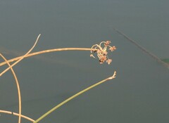 Schoenoplectus