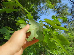 Quercus austrina