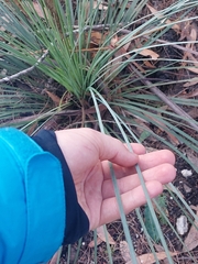 Xanthorrhoea concava