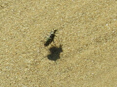 Ellipsoptera cuprascens