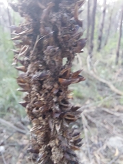 Xanthorrhoea concava