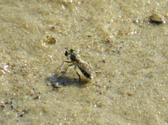 Laphystia