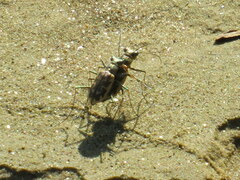 Ellipsoptera cuprascens