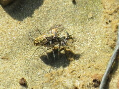 Ellipsoptera cuprascens