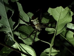 Argiope vietnamensis