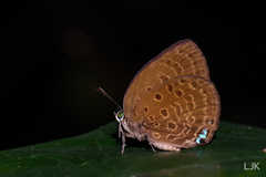 Arhopala amphimuta