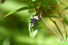 Laphria janus