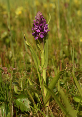Dactylorhiza incarnata