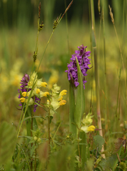 Dactylorhiza incarnata