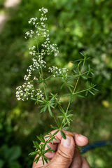 Galium rivale