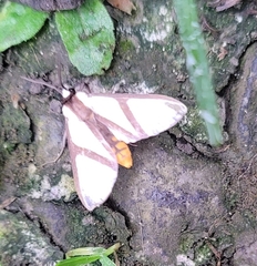 Turuptiana obliqua