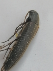 Serropalpus barbatus