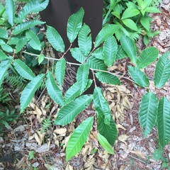Castanea crenata