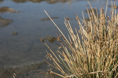 Schoenoplectus