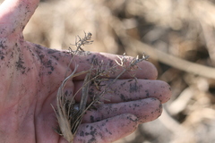 Cyperus fastigiatus