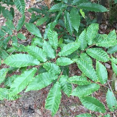 Castanea crenata