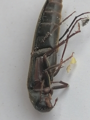 Serropalpus barbatus
