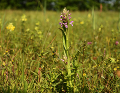 Dactylorhiza incarnata