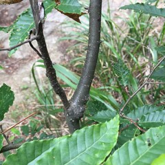 Castanea crenata