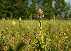 Dactylorhiza incarnata