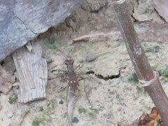 Parvindela cursitans