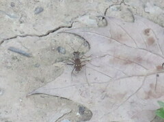 Parvindela cursitans