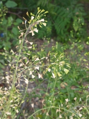 Capsella bursa-pastoris