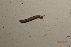 Brachyiulus pusillus