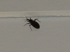 Triatoma sanguisuga
