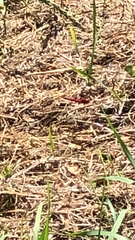 Crocothemis erythraea