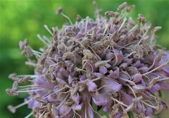 Microbotryum scabiosae