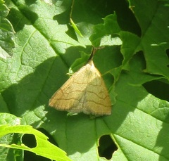 Polypogon tentacularia
