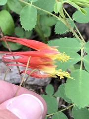 Aquilegia elegantula