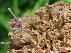 Microbotryum scabiosae