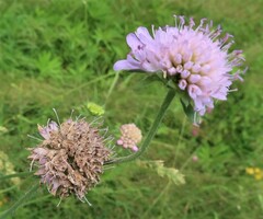 Microbotryum scabiosae