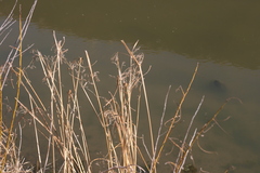 Cyperus fastigiatus