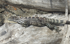 Ctenosaura bakeri