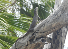 Ctenosaura bakeri