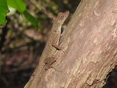 Anolis bicaorum