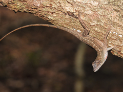 Anolis bicaorum