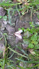 Turuptiana obliqua