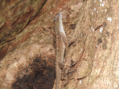 Anolis bicaorum
