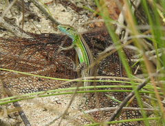 Cnemidophorus ruatanus