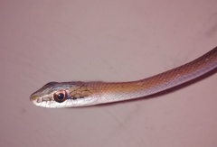 Mastigodryas melanolomus