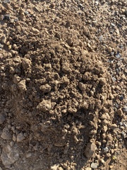 Cryptomys hottentotus