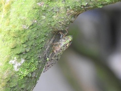 Tanna sozanensis