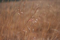 Andropogon appendiculatus